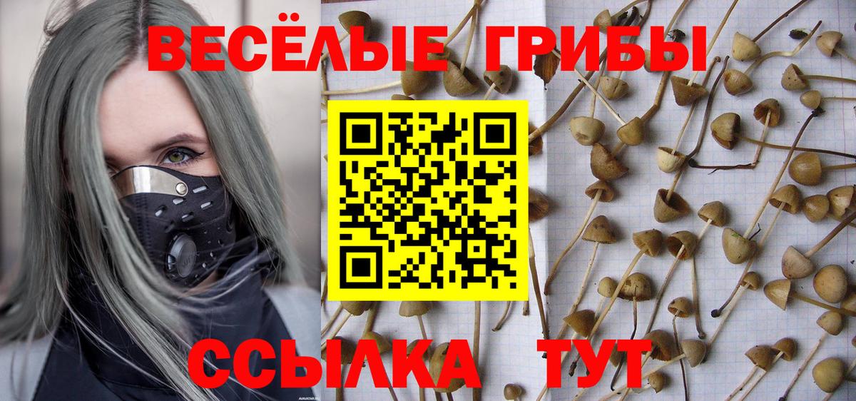 Сарапул  Галлюциногенные грибы Cubensis  Вход с VPN 